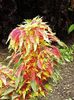 түсті Өсімдіктер Amaranthus Триколор фото (Сәндік Және Жапырақты)
