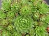 світло зелений Рослина Бороднік Шаріконосний фото (Суккулент)