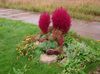 rood Plant Kochia, Brandende Struik, De Zomer Cipres, Mexicaanse Wilgenroosje, Belvedère foto (Lommerrijke Sierplanten)