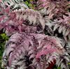 винен Растение Дама Папрат, Японски Боядисани Папрат снимка (Папратовидни)