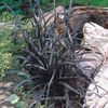 zilverachtig Plant Lelie-Turf, Baard Slang, Zwarte Draak, Zwarte Mondo Gras foto (Lommerrijke Sierplanten)