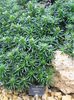 緑色 プラント Lithodora Zahnii フォト (緑豊かな観葉植物)