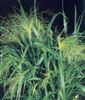 vert Plante Millet photo (Des Céréales)