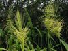 claro-verde Planta Arroz Silvestre Norte foto (Cereales)