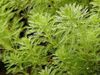 les plantes de l'eau Perroquet Plume, Myriophylle Parrotfeather