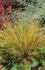 красный Растение Анемантеле (Стипа, Новозеландский ковыль) фото (Злаки)