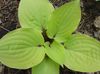 licht groen Plant Weegbree Lelie foto (Lommerrijke Sierplanten)