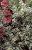 sølvfarvede Plante Plectostachys foto (Grønne Prydplanter)