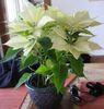 white Plant Poinsettia, Noche Buena, , Christmas flower photo (Leafy Ornamentals)