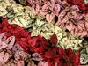красный Растение Гипоэстес (Гипестес) фото (Декоративно-Лиственные)