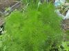 világos zöld Növény Prangos Trifida, Cachrys Alpina fénykép (Leveles Dísznövények)