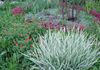 veelkleurig Plant Lint Gras, Rietgras, Jarretels Tuinman foto (Granen)