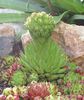 světle-zelená Rostlina Rosularia fotografie (Sukulenty)