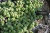 luz verde Planta Rosularia foto (Suculentas)