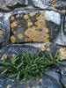 蕨类植物 生锈的背蕨，生锈的背蕨，鳞屑Spleenwort