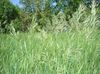 Duftende Hellige Græs, Sweetgrass, Seneca Græs, Vanille Græs, Bøffel Græs, Zebrovka