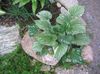 grøn Plante Sibirisk Bugloss, Falsk Glem-Mig-Ikke, Flerårig Glem-Mig-Ej foto (Grønne Prydplanter)