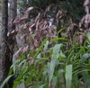 коричневий Рослина Хасмантіум фото (Злаки)