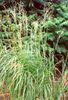 claro-verde Planta Spartina, Espartina Pradera foto (Cereales)
