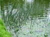 зеленый  Камыш фото (Водные)