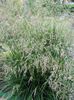 Getuft Hairgrass, Gouden Hairgrass, Haar Gras, Poef Gras, Pol Gras