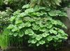 Кишобран Биљка, Индијски Рабарбара
