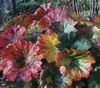 multicolor  Plantă Umbrelă, Rubarbă Indian fotografie (Plante Ornamentale Cu Frunze)