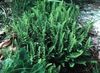 grün Pflanze Woodsia foto (Farne)