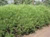 зеленый Растение Полынь (высокорослые виды) фото (Злаки)