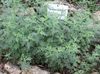 d'oro Impianto Assenzio, Artemisia foto (Graminacee)