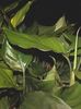 grøn  Aglaonema, Sølv Stedsegrønne foto (Urteagtige Plante)