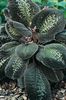 kropenatý  Bertolonia, Klenot Rostlina fotografie (Bylinné)