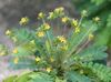 verde  Biophytum, Sensitive Plant foto (Planta Herbácea)