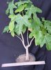 зеленый Комнатное растение Брахихитон фото (Деревья)