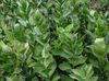 緑色 観葉植物 ナギイカダ フォト (低木)