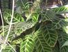 gesprenkelt  Calathea, Zebra Pflanze, Pfau Pflanze foto (Grasig)