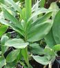 grøn  Cardamomum, Elettaria Cardamomum foto (Urteagtige Plante)