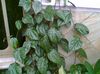 dunkel-grün Zimmerpflanze Celebes Pepper, Prächtige Pfeffer foto (Liane)