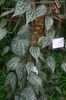 margas Dekoratyviniai augalai Celebes Pipirai, Didinga Pipirų nuotrauka (Liana)