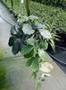 зелений Кімнатна рослина Тетрастигма фото (Ліана)