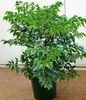 зелений Кімнатна рослина Радермахера фото (Чагарник)