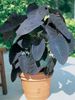 vinous  Colocasia, Taro, Cocoyam, Dasheen foto (Örtväxter)
