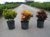 motley  Croton photo (Herbaceous Plant)