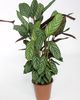 herbaceous plant Ctenanthe