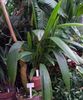 მწვანე  Curculigo, პალმის ბალახის ფოტო (ბალახოვანი მცენარე)