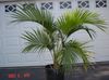 zaļš Telpaugu Cirtaini Palmu, Kentia Palmu, Palmu Paradīze foto (Koks)
