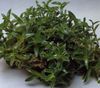 grøn  Cyanotis foto (Hængende Plante)