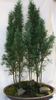 grön Krukväxt Cypress foto (Träd)