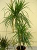 groen  Dracaena foto (Kruidachtige Plant)