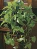 grøn  Epipremnum foto (Hængende Plante)
